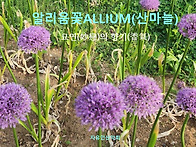 &#65308;알리움&#65310;-묘연(..
