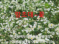 &#65308;망초대-亡草花&#65310;..
