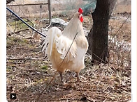 수탉 특)
