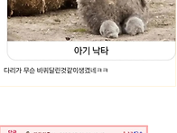 대부분 본적 없는 동물