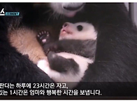 아기판다가 개꿀인이유