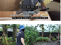 2주만에 제주도 집 갔다 ..