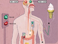 배고픔을 즐겨 건강을 지켜라!