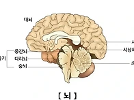 치매 걱정 뚝!