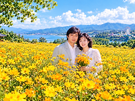 황화코스모스...
