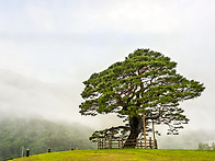 영월소나무룽경...