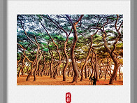 흥덕왕릉풍경...