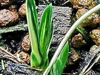 단엽중투두화 천종 성촉1..