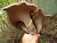 ■산행대장님 능이.송이 ..