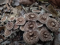 능이 정찰산행기