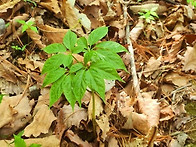 강원권 산행대장님 산삼산..