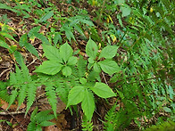 충청권 대장님~ 심산행기~..