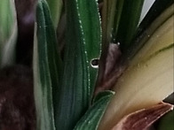 ((신품종)) 황금벨((예명..