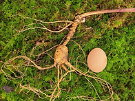 황절삼.지종급.야생삼 필요..