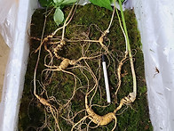 &#127873;지종급 산삼