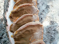 강원도 산행대장님 최근 ..