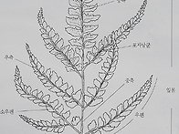 비늘고사리와 곰비늘고사리..