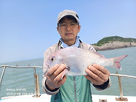 밀매조황