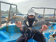 복사초 조황