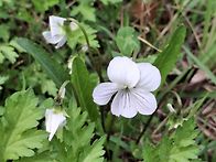 참 크네요 두꺼비..