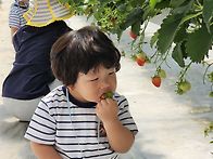 딸기 체험 및 봄 소풍