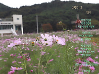 38동기회,코스모스..