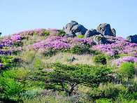 556차 초암산철쭉..