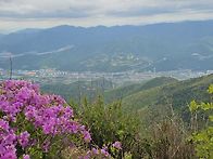 천성산철쭉