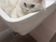 고양이 매력