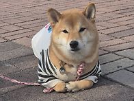 강아지