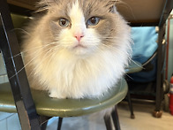 고양이 예뻐서~