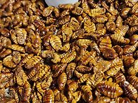 단백질 뻔칩 30g×17봉셋..