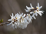 하얀 미선나무 꽃