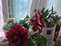 검붉은 애기 동백