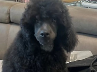 푸들 미디엄[블랙..