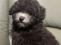 푸들 토이[그레이..