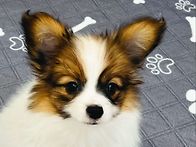 빠삐용[레드][일본..