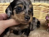 닥스훈트 미니어처..