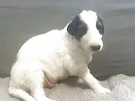 보르조이[화이트크..