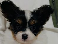 빠삐용[트라이][..
