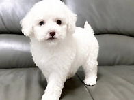 푸들 미디엄[화이..