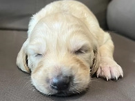 살루키[크림][크림..