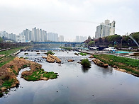 양재천 그날 & 중랑천 튤..