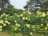 장미