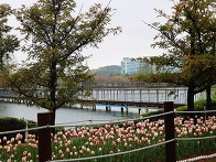 김해 연지공원 봄 풍경들