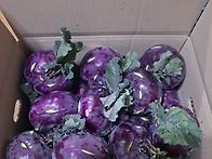 한라봉.비가림귤.천혜향...