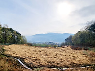 웅촌풍경250413