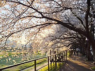 태화강변 벚꽃