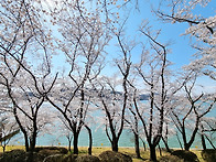 경주 보문호 벚꽃