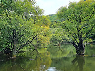 청송 주산지